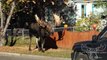 I followed this moose home from school today in Anchorage, Alaska.