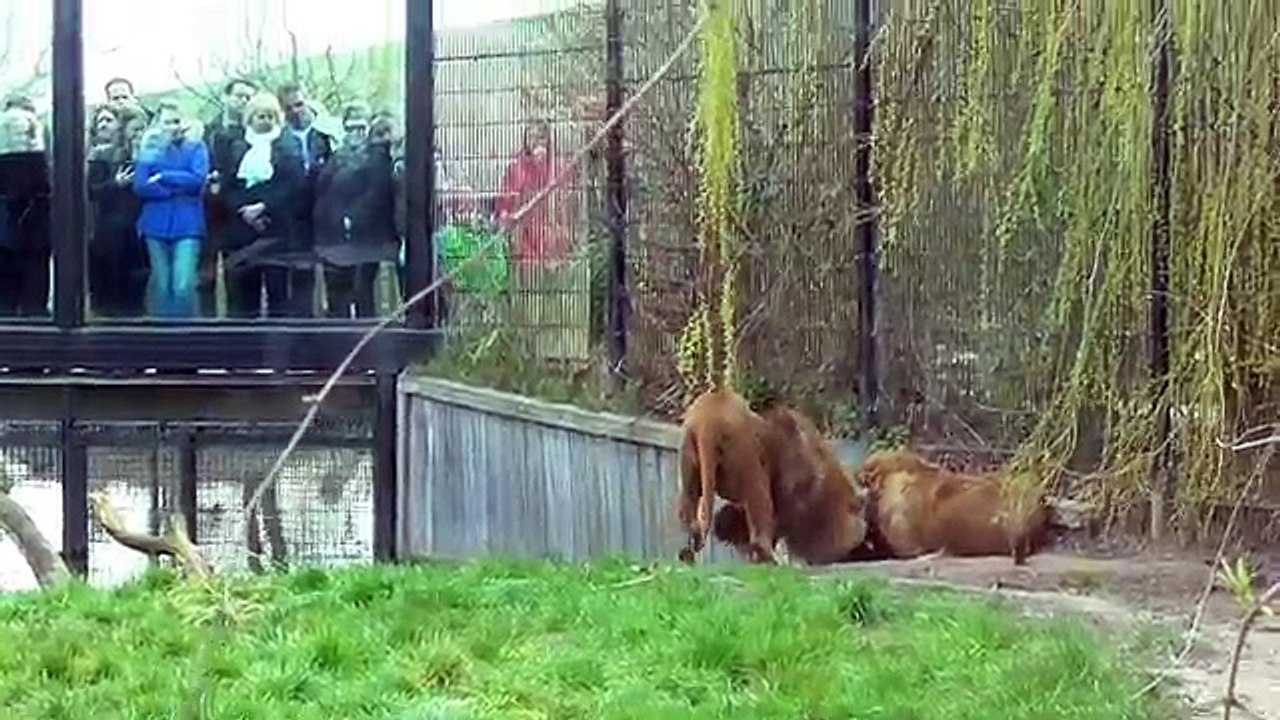 UNBELIEVABLE Lion gets stuck with its head in a feeding-barrel!
