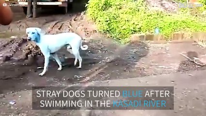 Dogs turn blue after swimming in polluted river