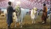 Unforgettable    Qurbani Cow    Cow Mandi    Bakra Eid in Pakistan