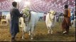 Unforgettable    Qurbani Cow    Cow Mandi    Bakra Eid in Pakistan