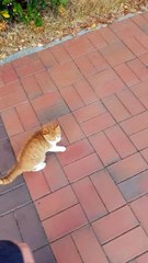 Cute Cat Plays Follow the Leader