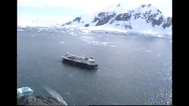 Penguins in Their Natural Habitat