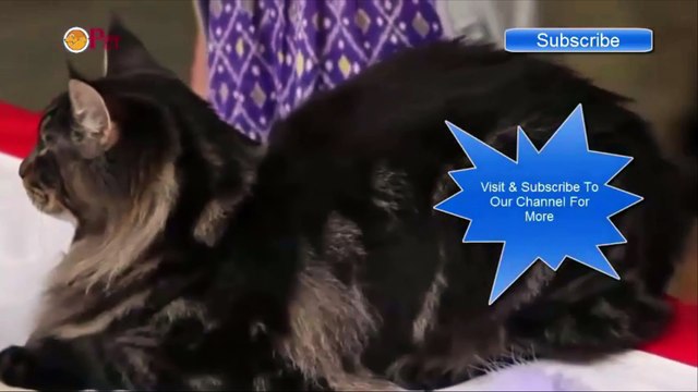 Những chú mèo đáng yêu - Lovely cats