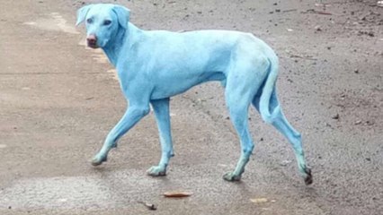 Meio Ambiente - Cachorro com pelos azuis em cidade da Índia