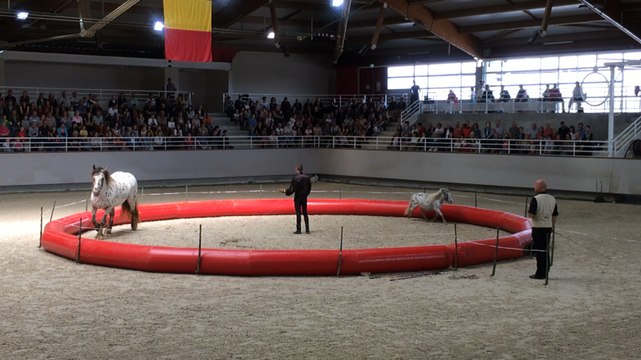 Le Vargas Show au pôle hippique de Saint-Lô