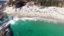 Une baleine nage près d'une plage