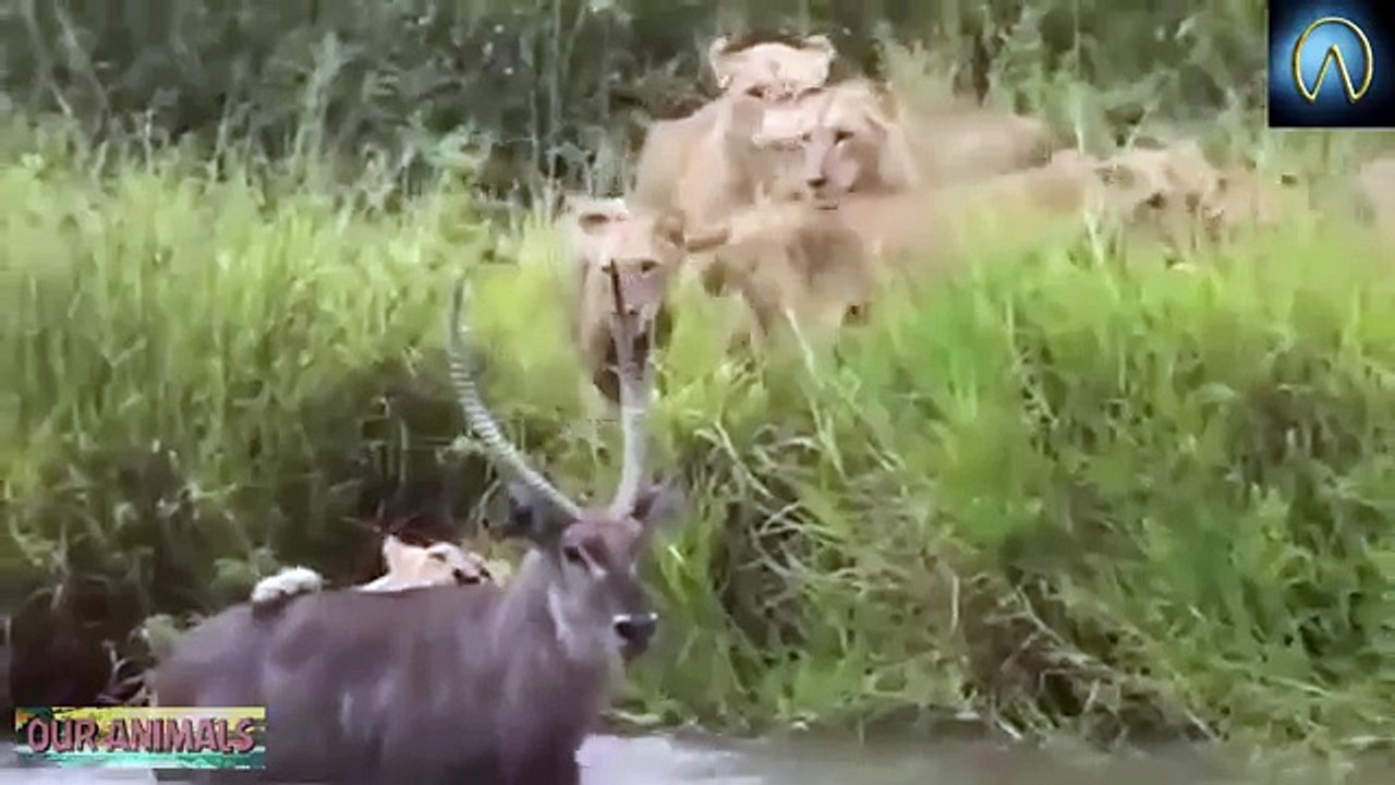 When Prey Fights Back   Most Amazing Animal Attack Fails 2016