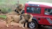 Wild Animal ATTACKING Car   Elephant, Lion, Goat ... attack car Compilation