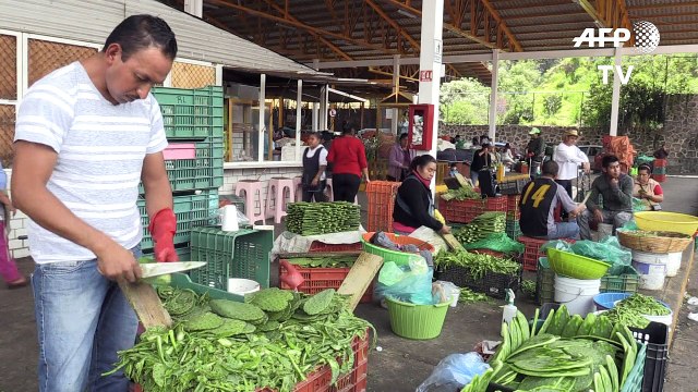 Nopal de México, cactus que va de manjar a generador eléctrico