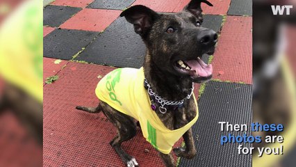 This Is Not A Drill: DOGS IN TRACK SUITS!