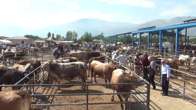 Kurbanlıklar Görücüye Çıktı - Erzincan/