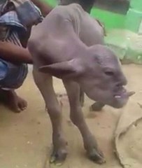 Une Étrange Créature Découverte En Inde