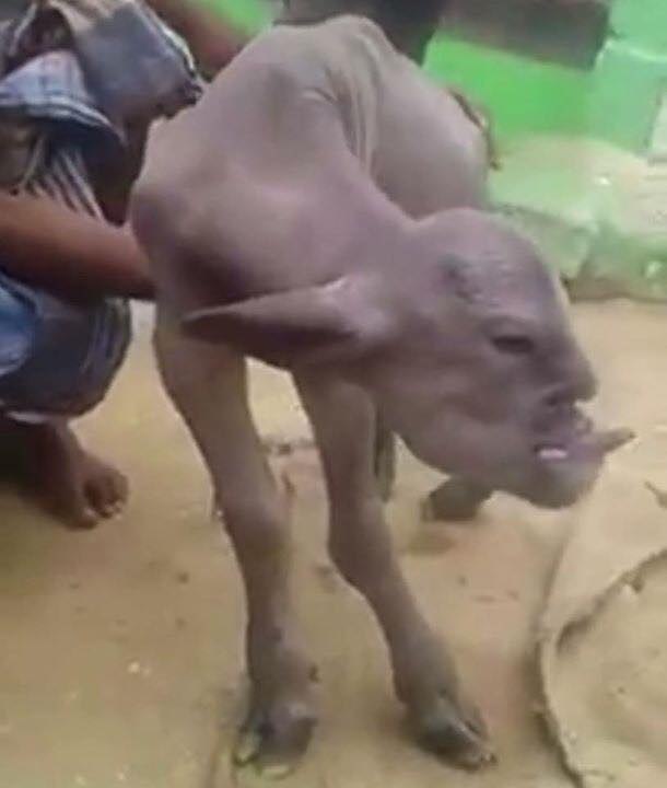 Une Étrange Créature Découverte En Inde