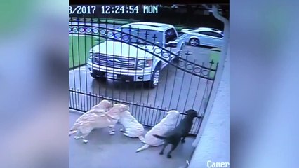 Ces chiens sont plus que ravis de voir le facteur