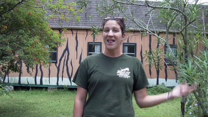 Popsicles For Your House Cats