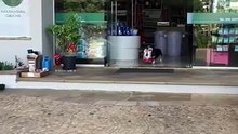 Cachorro Pituco leva sua ração para casa após sair do pet shop