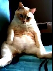 Réaction inattendue d'un chat