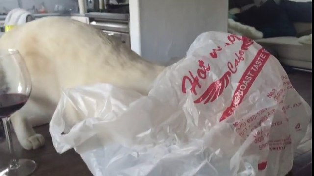 Chat qui se fait peur avec un sachet