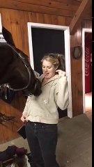 Cheval qui s'amuse avec une fermeture