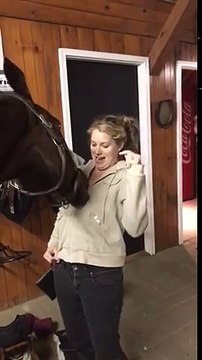 Cheval qui s'amuse avec une fermeture