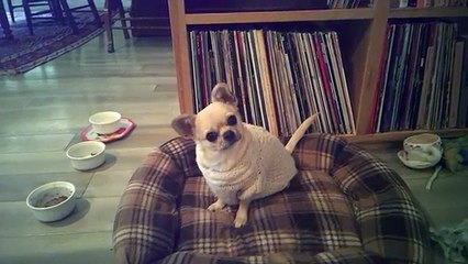 Chihuahua heureux d'aller en promenade