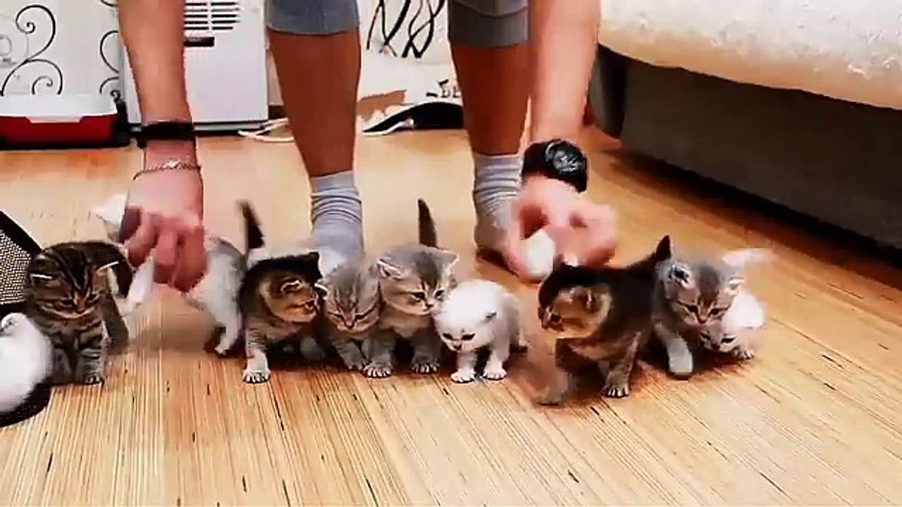 10 chatons pour une photo