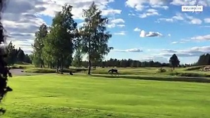 il ne faut pas trop chercher un Élan