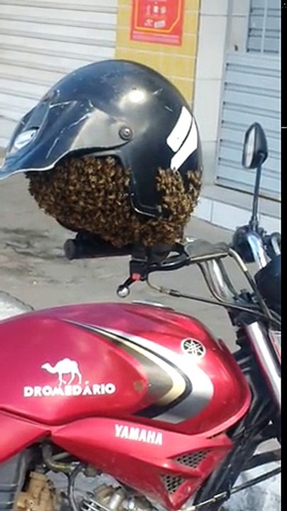 Essaim d'abeilles