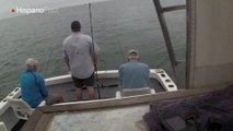 Pescadores fueron sorprendidos por un tiburón con ansías de volar