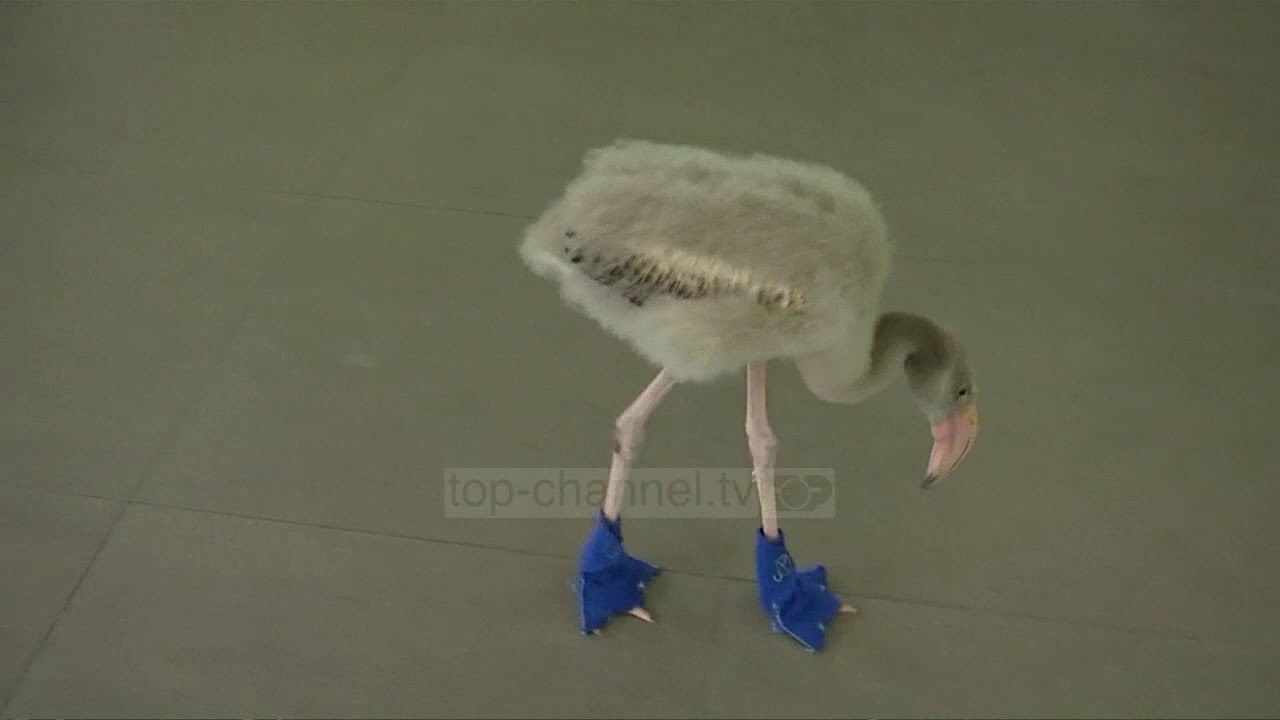 Parku në Singapor, çizme për flamingon bebe - Top Channel Albania - News - Lajme