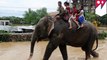Elephants rescue 600 stranded tourists from Nepal floods