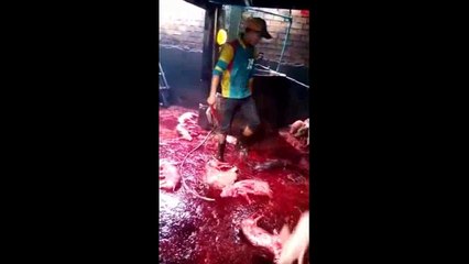 XIN HÃY ĂN CHAY VÌ LÒNG THƯƠNG XÓT LOÀI VẬT,   NAM MÔ A DI ĐÀ PHẬT