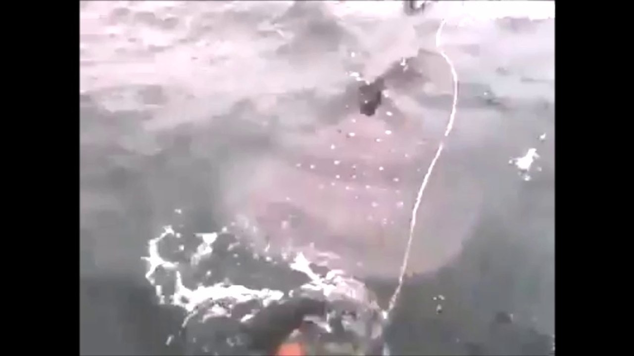 この魚でっかい