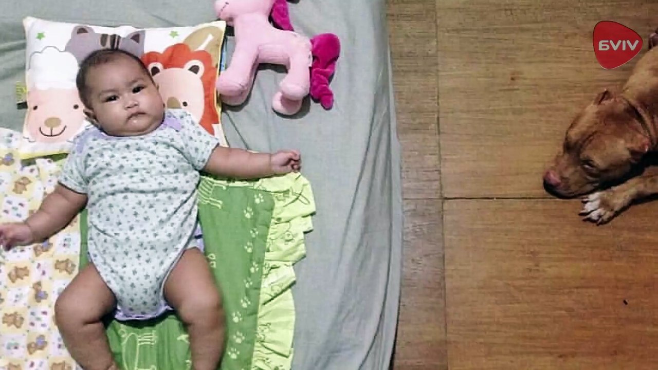 Tips Perkenalkan Anak Pada Pitbull Sejak Dini