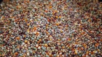 Alagang Magaling S7 EP10 - ALAGA NI DOC - Doc Joseph Aldrin Ferre