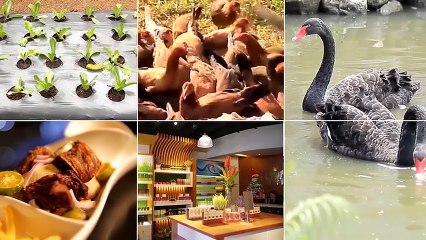 Alagang Magaling S7 EP10 - OFF COLOR RACING PIGEONS -Jaime Lim