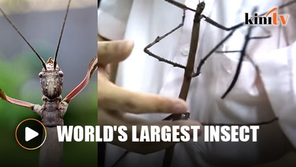 Insect as long as your arm bred in China