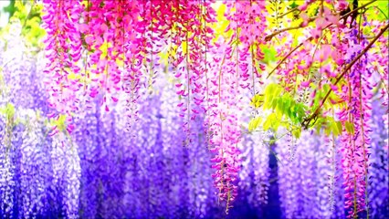 Country Chicken Curry Preparation in My Village (నాటు కోడి కూర - కట్టెల పొయ్యి మీద)