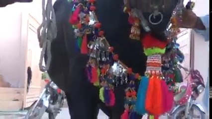 Noor Muhammad Cattel Sukkur - Cow Mandi 2017 - Eid ul Azha 2017