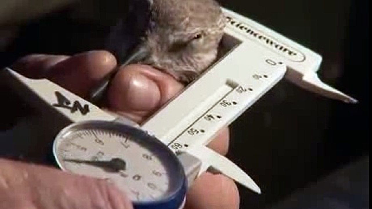 PBS Nature Crash A Tale of Two Species