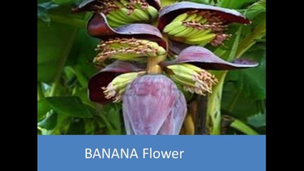 Vazhai Poo Vada ¦ Banana Flower ¦ Receipe ¦ Healthy Nutrition¦ How to