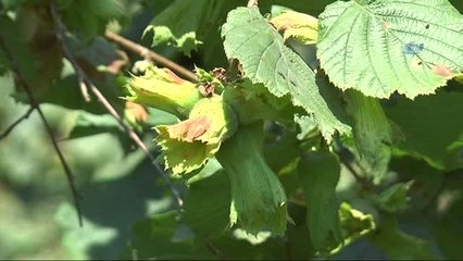 Ufk Yönetim Kurulu Üyesi Levent Başaran: "Fındık Üreticilerine Geçmiş Olsun"