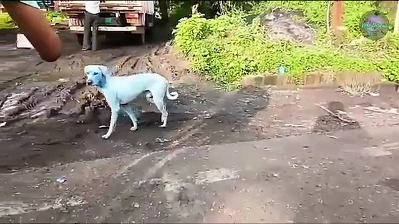 Des chiens bleus ont envahi cette ville, mais la raison derrière cette mutation est très triste