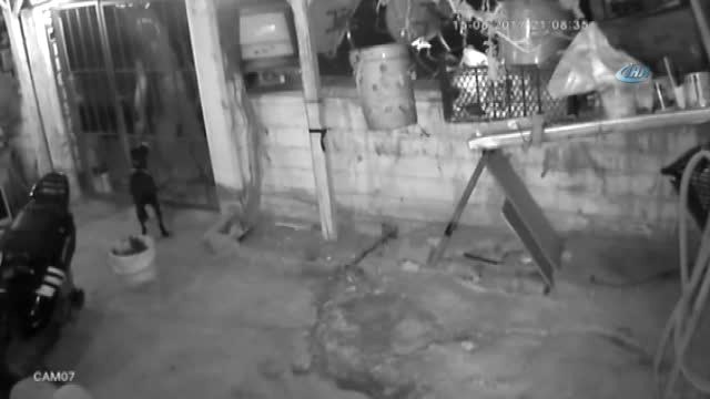 Bahçedeki Köpeği Önce Sevdi, Sonra Çaldı...o Anlar Güvenlik Kamerasında