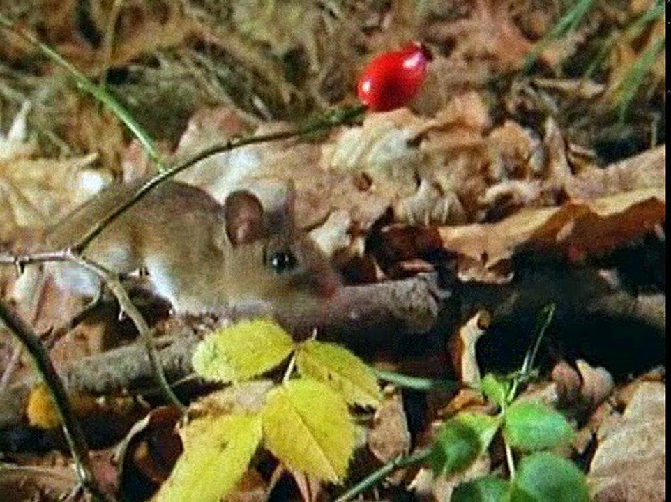 Baby Einstein 11BE NEIGHBORHOOD ANIMALS