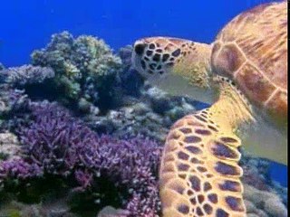 Baby Einstein 12BE BABY NOAH