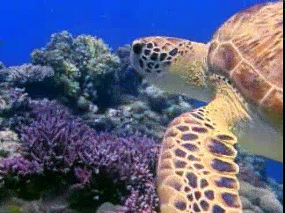 Baby Einstein 12BE BABY NOAH