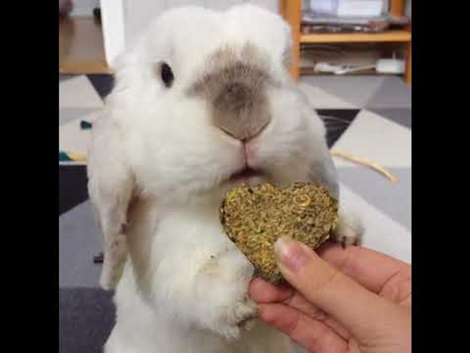 Fluffy Bunny Enjoys Sweet Heart Treat