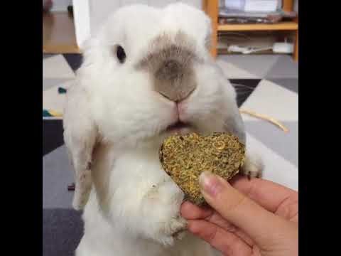 Fluffy Bunny Enjoys Sweet Heart Treat